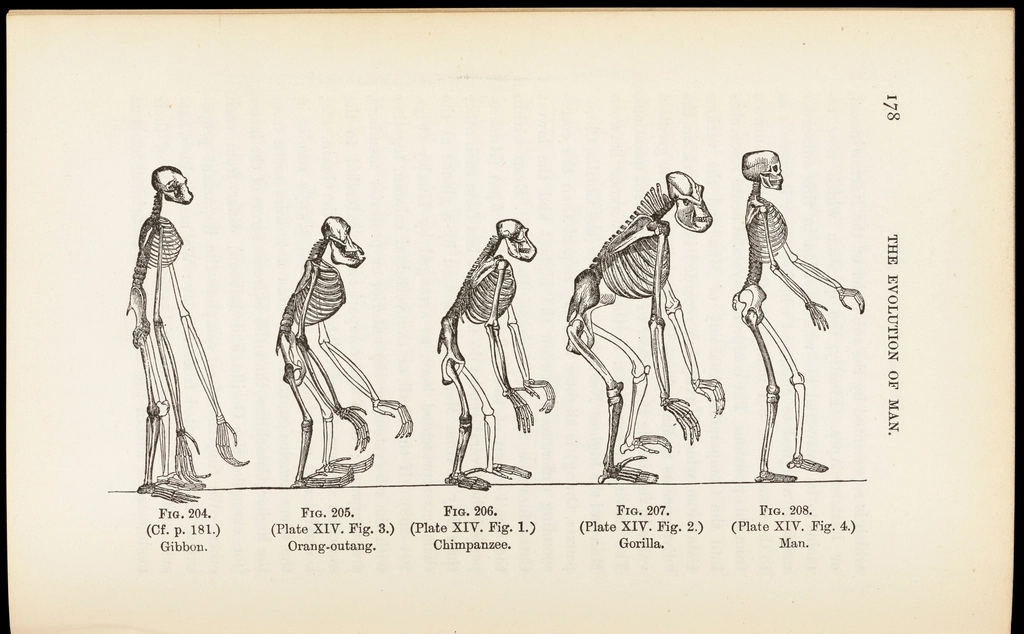 evolution man : popular exposition