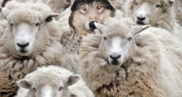 wolf in sheep clothing