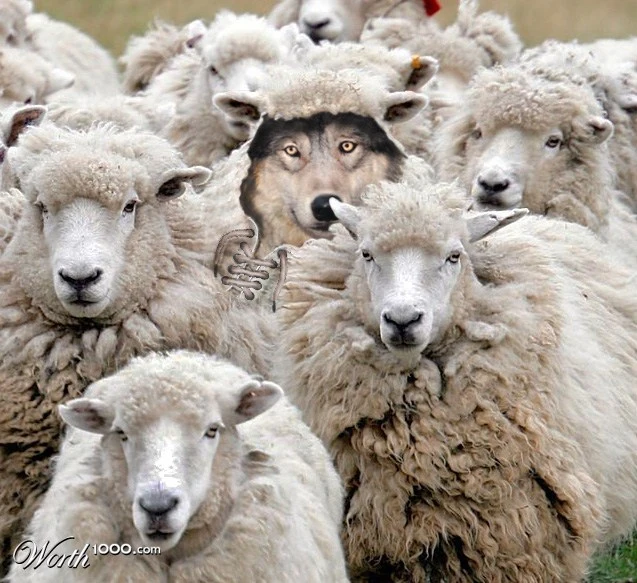 wolf in sheep clothing